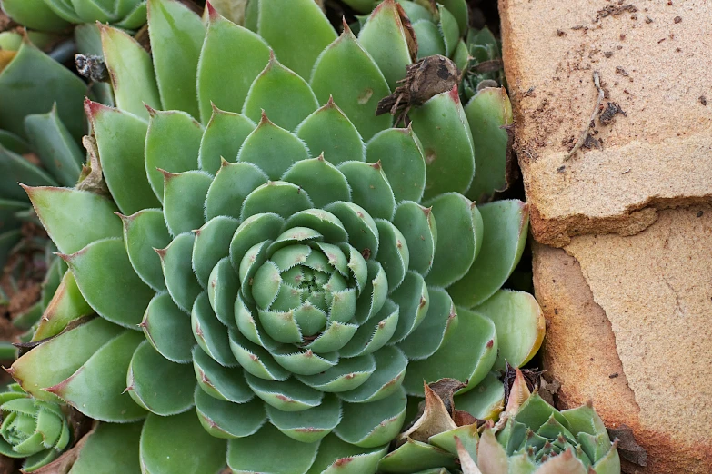 a succulent plant in front of a large rock