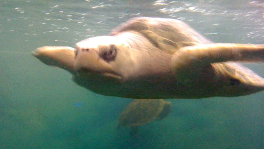 a polar bear swimming underwater towards the camera