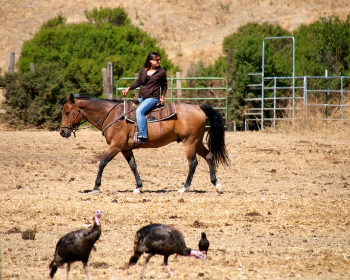 the woman is on top of the horse by two turkeys