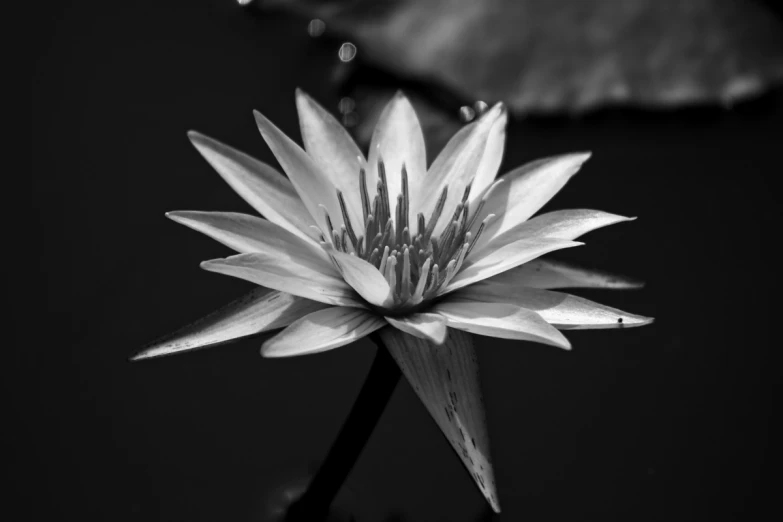 a water lily in the dark water