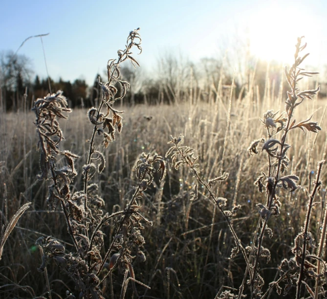 plants covered in ice sitting on top of the grass