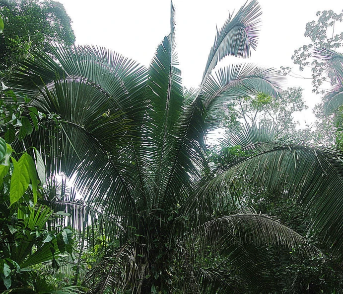 an image of jungle setting under the trees