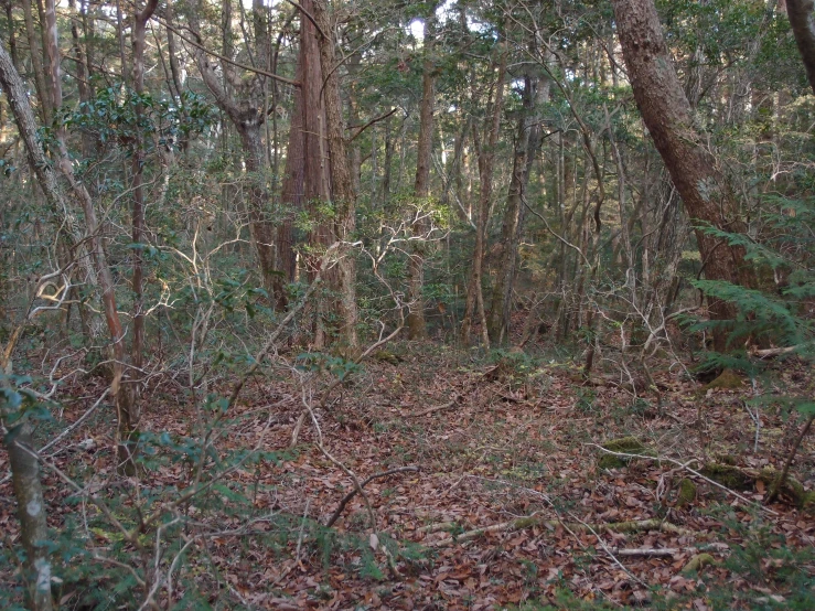 trees and shrubs in the woods are shown