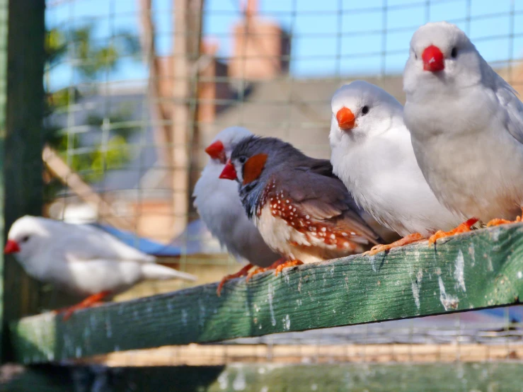 four different kinds of birds sitting on top of a fence