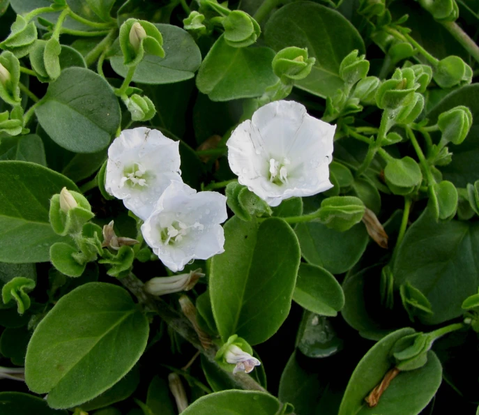 a group of white flowers surrounded by leaves