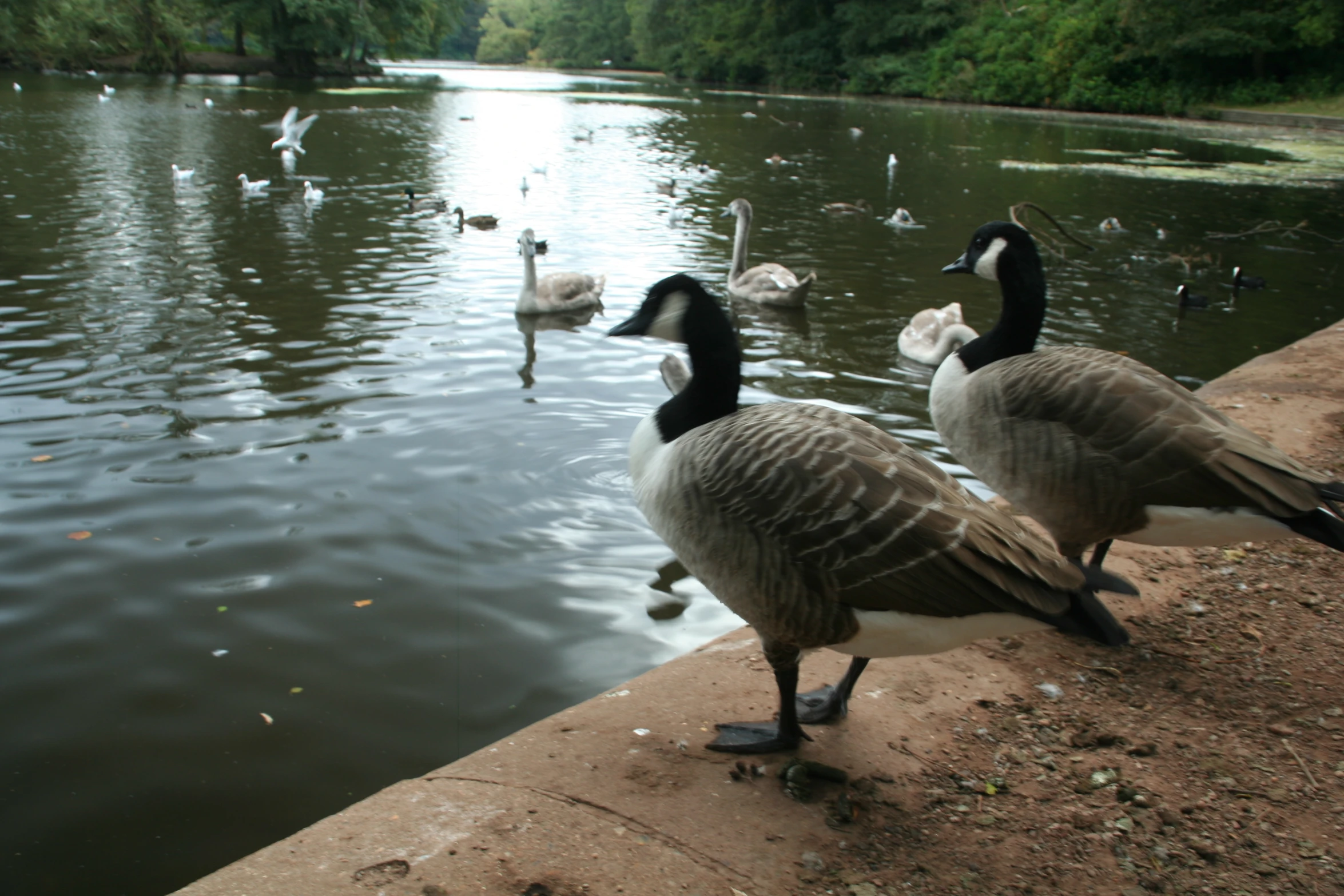 four canadian geese are by the water while other birds swim in the background