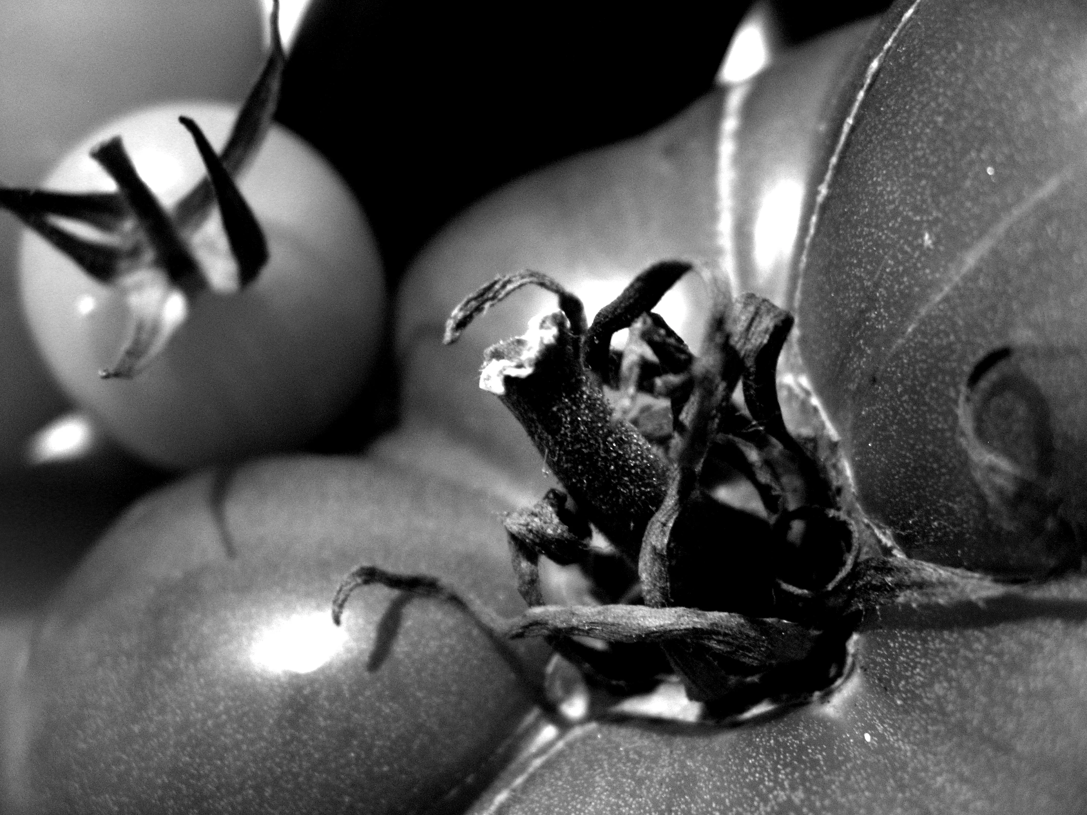 tomatoes with their leaves showing on them still in the process of being sliced