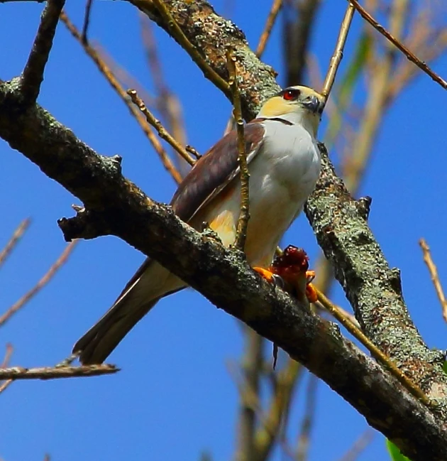 the bird has a gray body and yellow wings