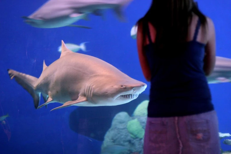 woman looking at shark in aquarium on screen