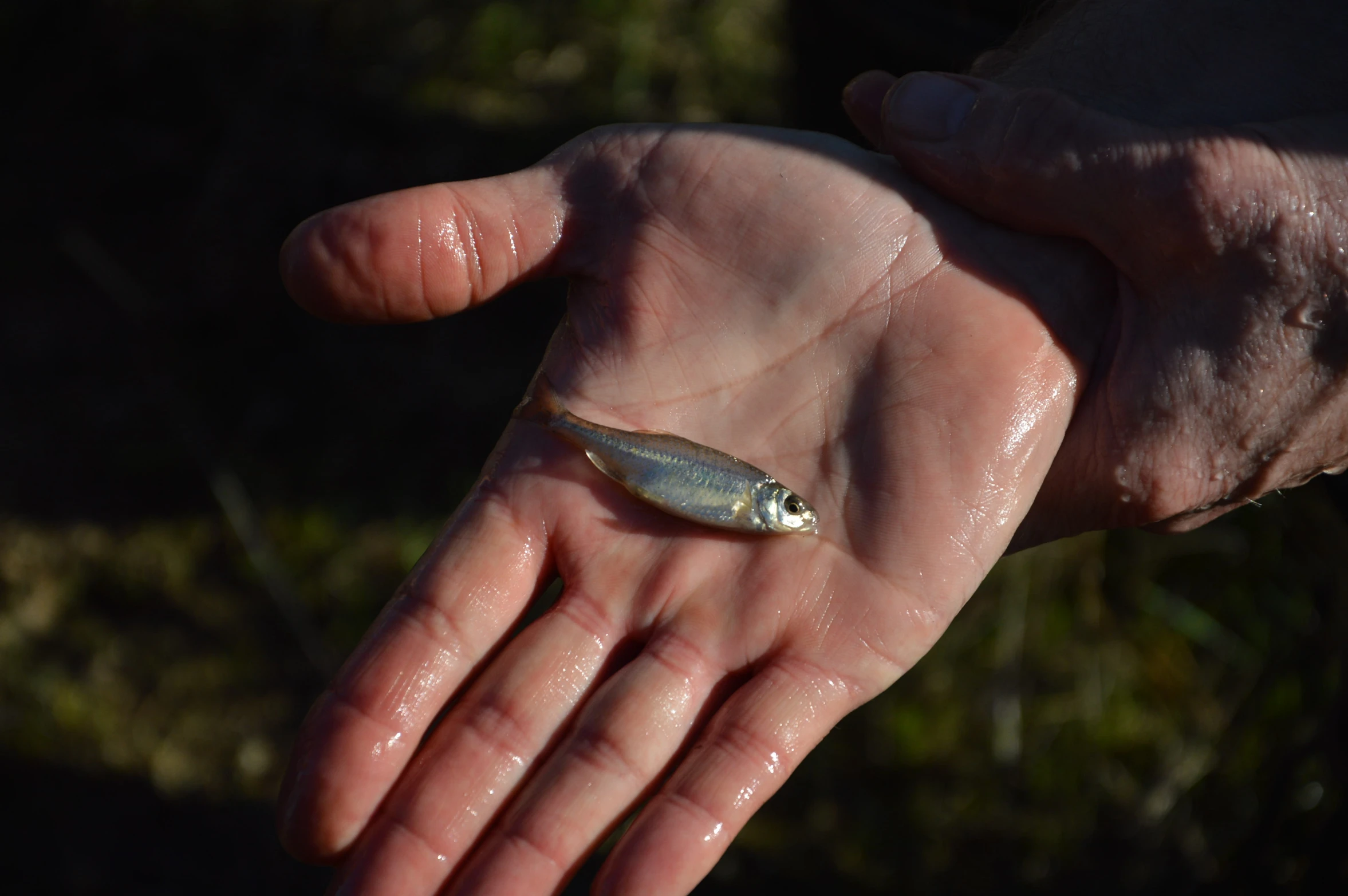 this is a person holding a small fish