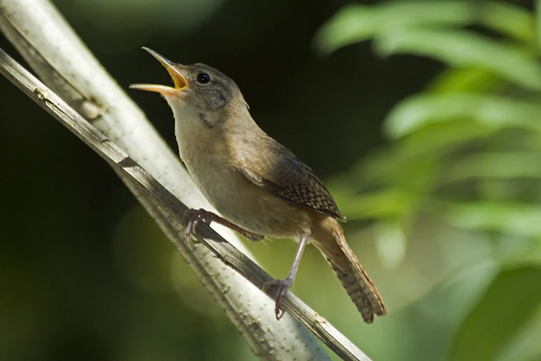 a small bird is standing on top of a nch