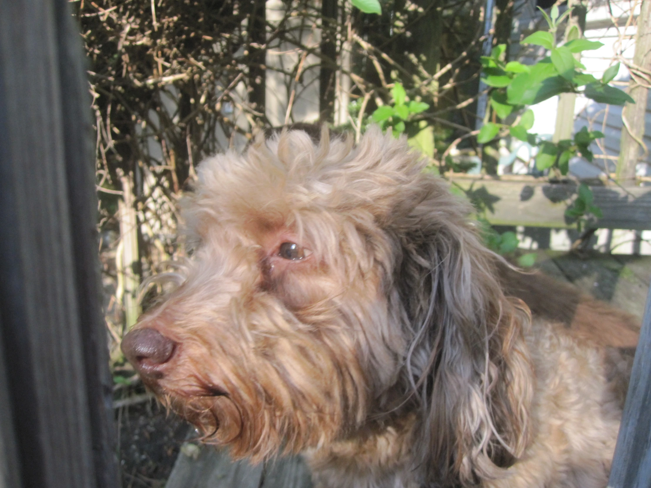 a fluffy, gy haired dog looks out the window