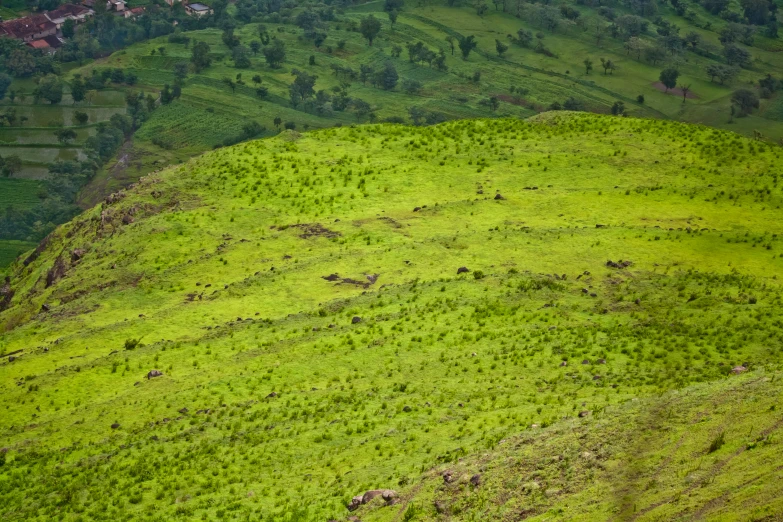 some animals are on the top of a hill