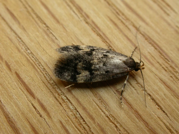 a very cute small gray insect on a wood surface