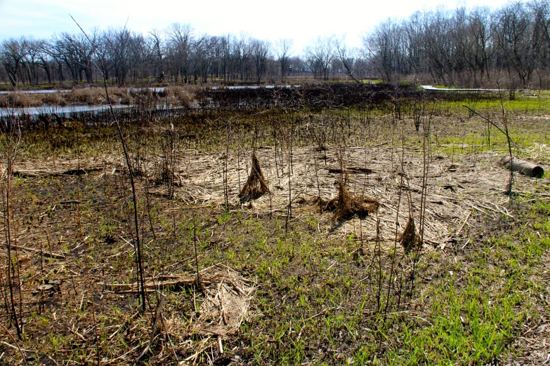 dead trees in a barren field with no leaves