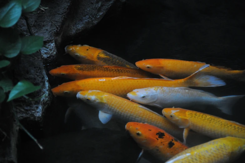 a group of fish swim in the water
