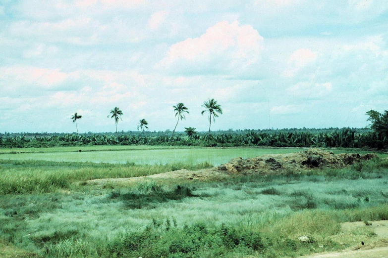 a green field with some palm trees on the other side