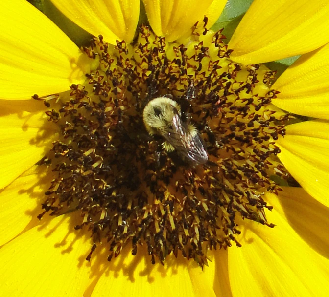 a bee is collecting pollen in the center of a flower