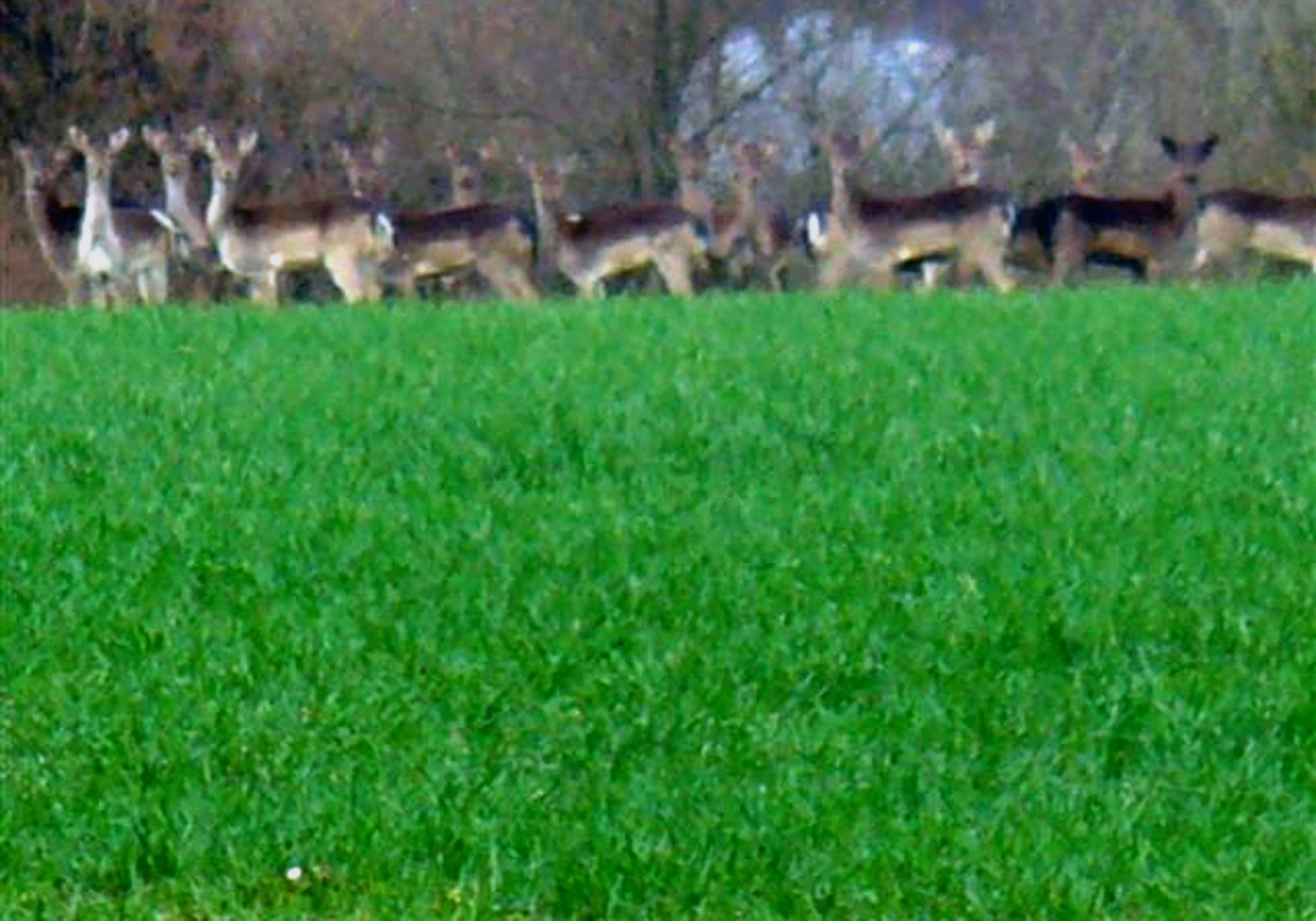 deer and their does in the grass during the day