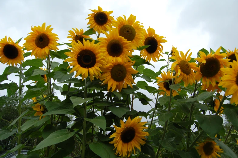 the sky is very cloudy behind this sunflower field