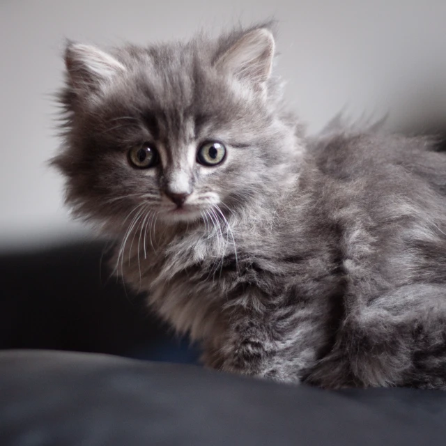 a small kitten is staring intently off camera