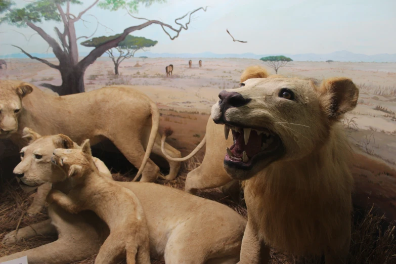 stuffed lions and lions laying on dry grass