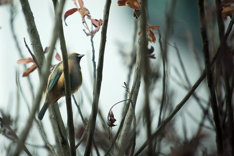 the small bird is sitting on the nch