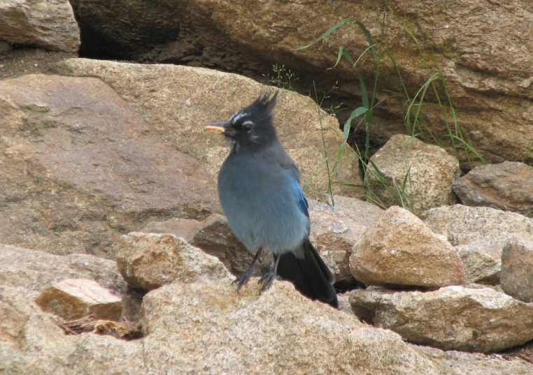 a bird with a feather in it's mouth is standing on a rock