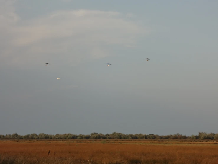 a flock of birds flying in a cloudy sky