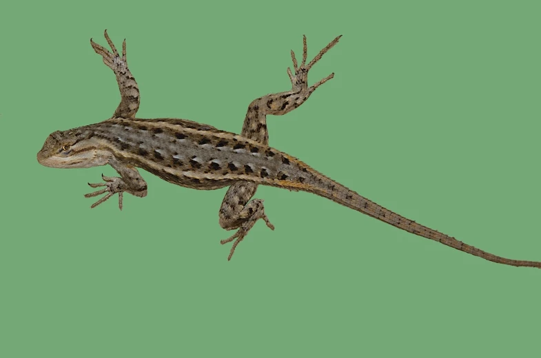 an image of a lizard with one foot in the air