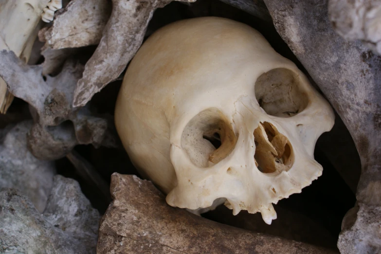 a white skull laying inside of some brown rocks