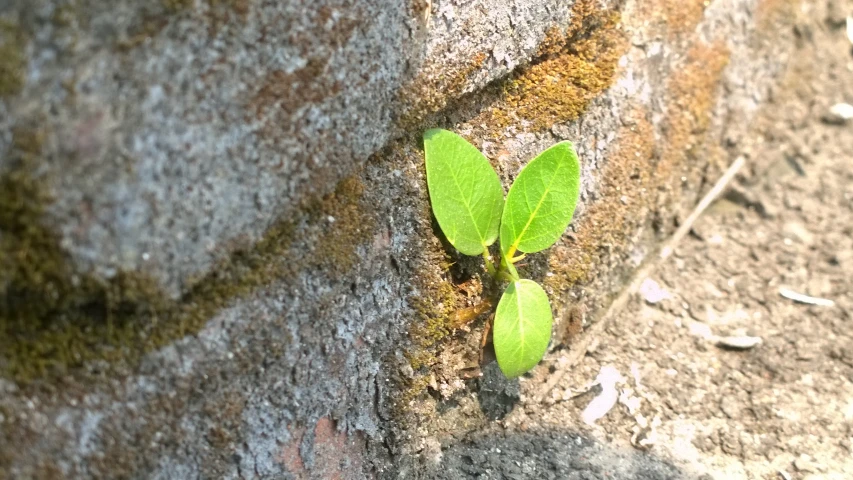 a plant that is growing out of the s of a stone wall