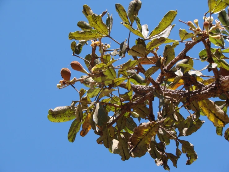 a leafless tree with leaves and buds