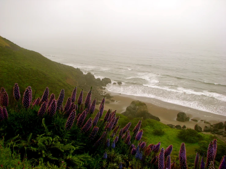 a lush green hillside overlooks a beach and ocean