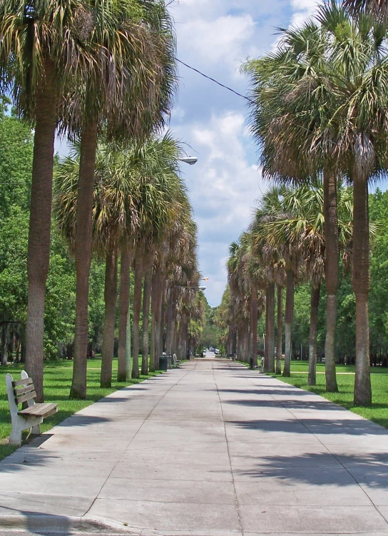 a bunch of palm trees line the street