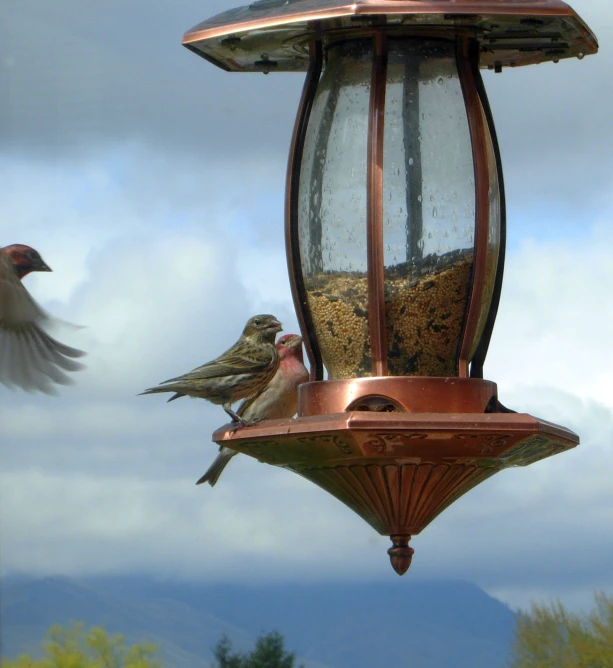 the two birds are perched on the feeder