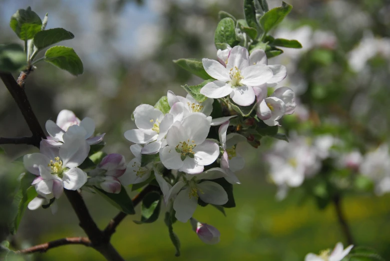 several white flowers blooming on tree nches in a park
