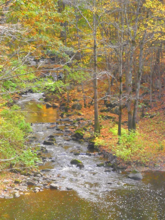 the forest is full of lots of autumn colored trees