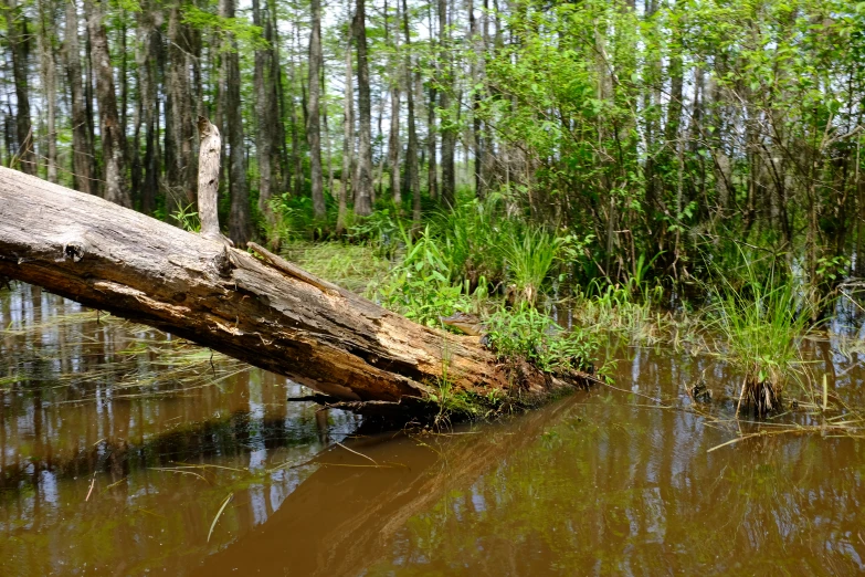 a log sitting in the water near some grass and trees