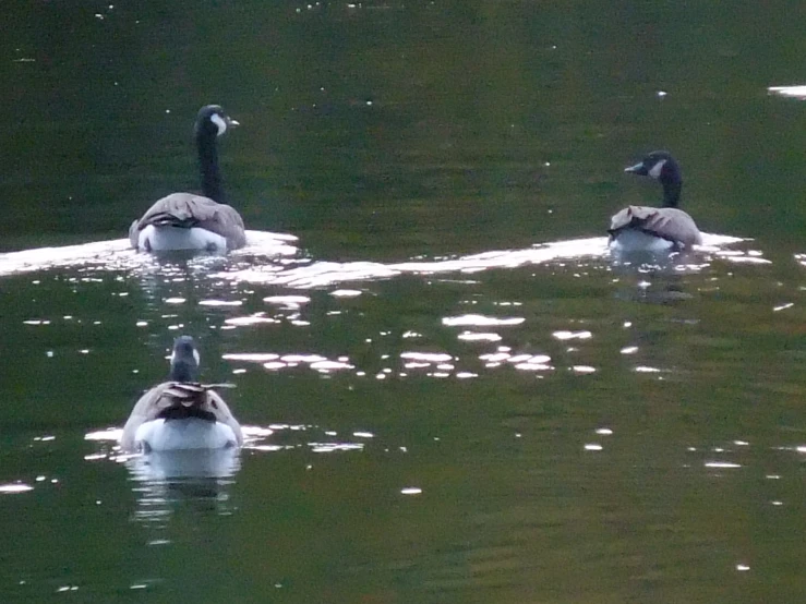 three ducks are swimming in a pond near some grass