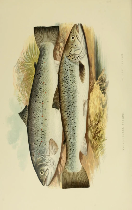 a pair of fish in a watercolor style