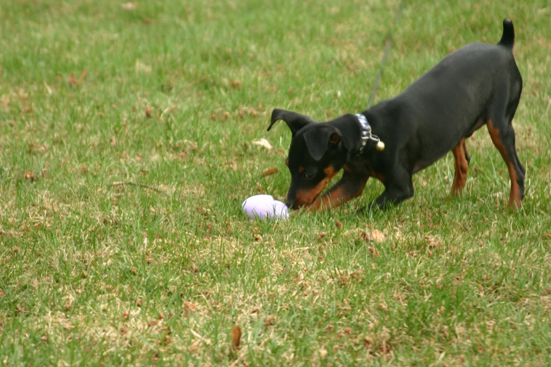 a black and brown dog is sniffing an object on grass