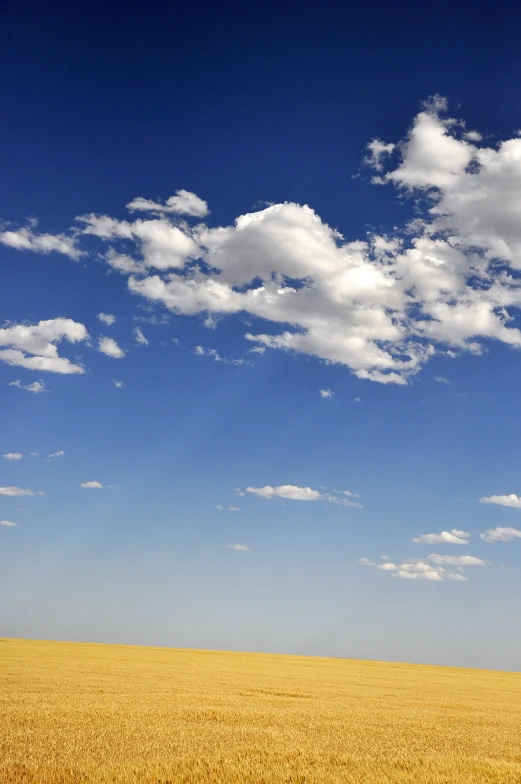 a grassy field with a yellow field and a bright blue sky