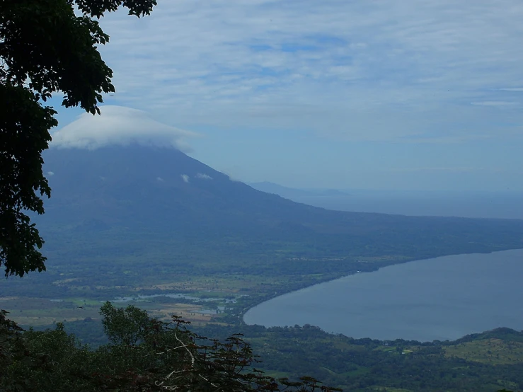 a lone bird sitting in a tree looking at a mountain and lake