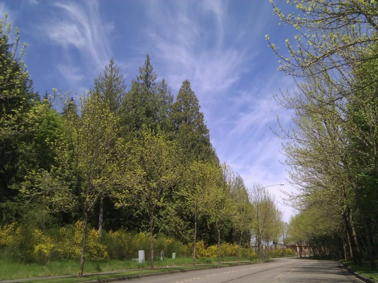 a view of a wide street that leads to a grove of trees