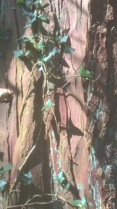 a vine crawling up on a weathered rock