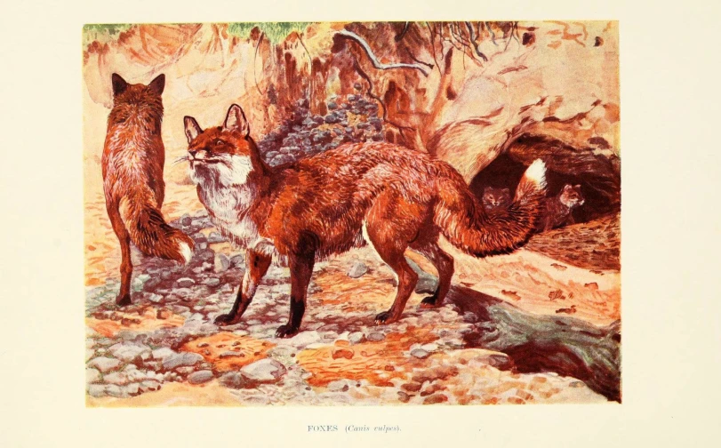 a watercolor drawing of two foxes standing in a rocky setting