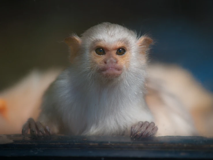 a close up of a monkey in a cage