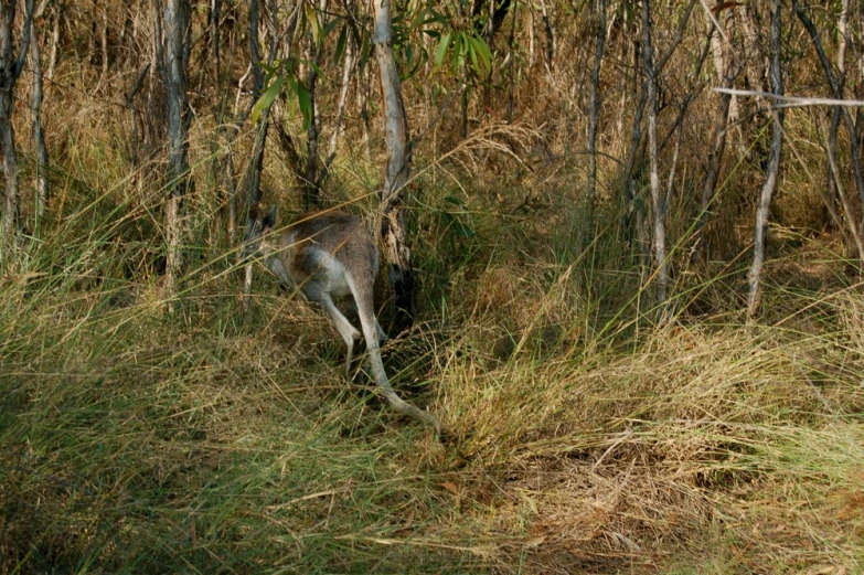 some wild animals are wandering around in the forest