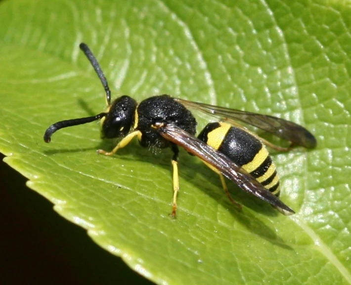 a black and yellow fly is perched on a green leaf